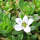 Bacopa Monnieri