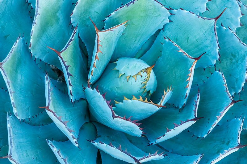 Agave Inulin