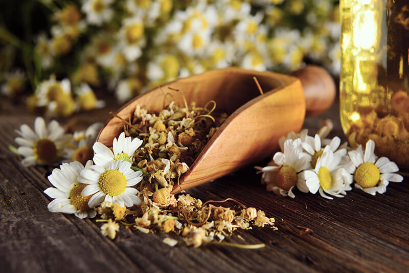 Chamomile Flower