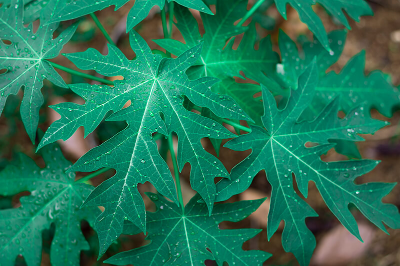 Papaya Leaf