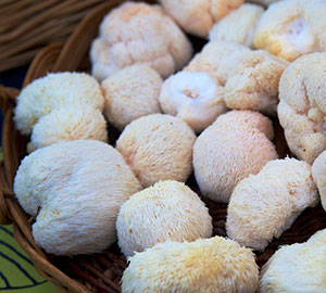 Lion's Mane Mushrooms