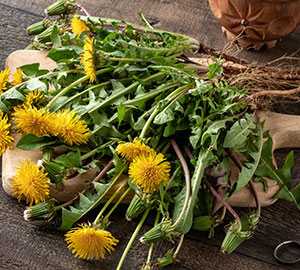 Dandelion Root