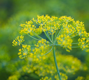 Fennel Seed