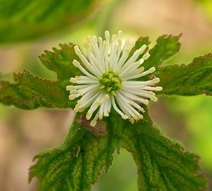 Goldenseal Root