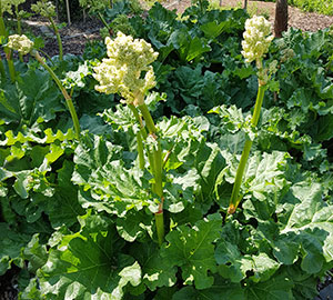 Rhubarb Root