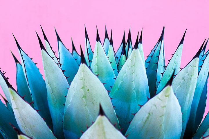 Agave Inulin